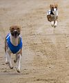 Basenji KSM Muenster 2014 (1020)